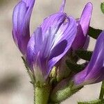 Astragalus danicus Blüte