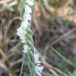 Spiranthes spiralisÕis