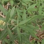 Vitex agnus-castus Лист