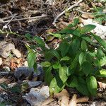 Plumbago zeylanica ശീലം