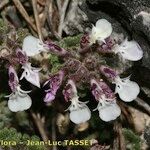 Teucrium rotundifolium 花