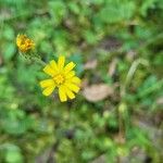 Hieracium gouanii Blüte