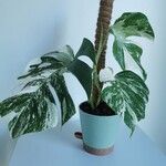 Monstera deliciosaLehti