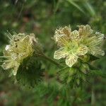 Phacelia distans 花