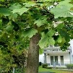 Catalpa ovata Habitatea