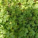 Alchemilla arvensis Blad