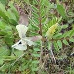 Vicia hybrida Квітка