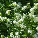 Galium megalospermum Flower