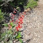 Penstemon centranthifolius Цвят