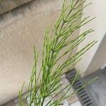 Equisetum pratense برگ