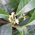 Psychotria nervosa Virág