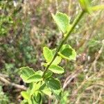 Hibiscus aponeurus Hoja