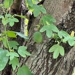 Passiflora subpeltata Blatt