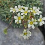 Saxifraga crustata 花