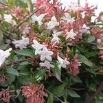 Abelia × grandifloraBlomst