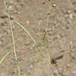 Cleome violacea Other