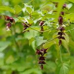 Leycesteria formosa Λουλούδι