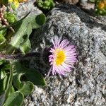 Erigeron aragonensis