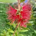 Melaleuca rugulosa Flor