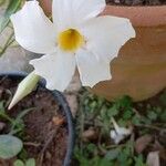 Mandevilla laxaBlomma