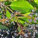 Ligustrum sinense Fruto