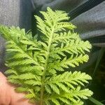 Tanacetum macrophyllum ഇല