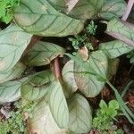 Ctenanthe burle-marxii Leaf