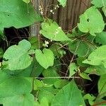 Fallopia scandens Levél