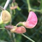 Lathyrus sylvestris Flower