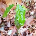 Nyssa sylvatica Leaf