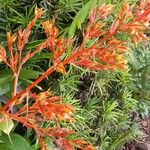 Guzmania plumieri Flower