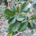 Pittosporum stenopetalum পাতা