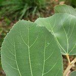 Grewia asiatica Leaf