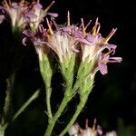 Acourtia microcephala Flor