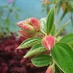 Tibouchina urvilleana Flor