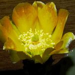 Opuntia ficus-indica 花