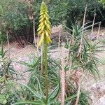 Aloe striatula ফুল