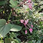 Begonia grandisFlower