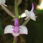 Cynorkis ridleyi Λουλούδι