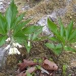 Cardamine enneaphyllos Flower
