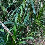 Pandanus odorifer Habit