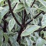 Pittosporum tenuifolium خشب