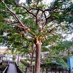 Bursera simaruba ശീലം
