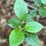 Cotoneaster dielsianus ഇല