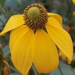 Rudbeckia laciniata Kwiat