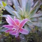 Lewisia longipetala ᱵᱟᱦᱟ