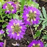 Scaevola aemula Flower