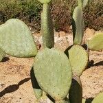 Opuntia maxima Leaf