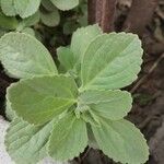 Plectranthus ornatus Leaf