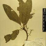 Daphniphyllum himalense Nyingine